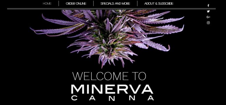 Minerva Canna 1 768x358