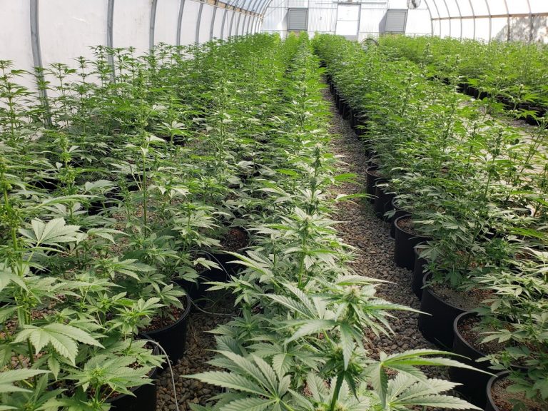 grow house 768x576